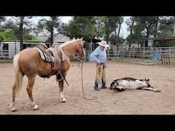 Circling Up On The Palomino