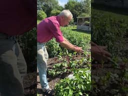 One No Dig Bed, 105kg of Food: No Rotation, No Fertilisers