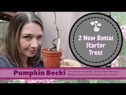 Bonsai Repotting Season - European Larch and Blackthorn first styling