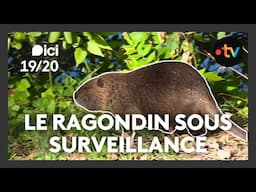 Le ragondin, l'espèce invasive semble contrôlée