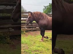AMAZING Draft Horse Stallion! 😍 #horse #equestrian