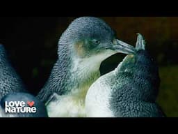 Harry and Sally: Penguins Edition | Wild Birds of Austalia 101