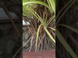 Rate My Plant.