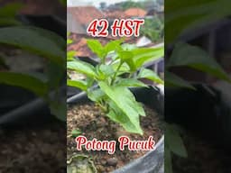 Tanam Cabe tanpa Semai di Polybag / how to plant chilies #caberawit #rawitkaliber #cabepolybag