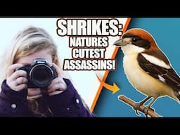 Shrikes: Nature’s cutest Assassins | Kayleigh’s Facts