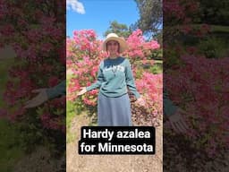 Hardy azalea for Minnesota #azalea #flowers #spring #extension