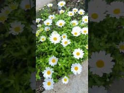 My little garden in May #chill #garden #happy #spring #chill