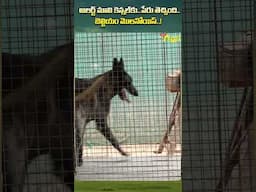 అలర్ట్ మాలి కెన్నల్ #ToneAgri #DogBreeding #BelgianMalinois #RearingPuppies #MalinoisIndia #shorts