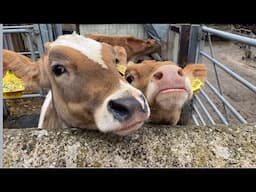 Is Our Food Supply Secure? | Jon Cook Dairy Farmer On Raw Milk & Food Security