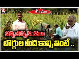 Traditional Jonna Kapilu Recipe | Jonna Kapilu Preparation  Healthy Village Food | Narayankhed  | V6