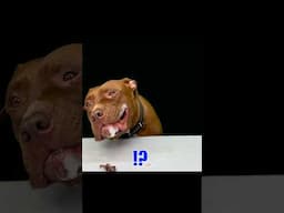 What Happened While My Dog Was Chewing a Horse Ear#pupyy