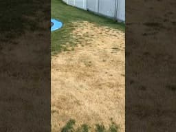 Lawn fungus - Easy fix!