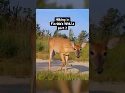 Hiking in Florida's WMAs || Part 2
