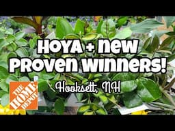 TRAYS OF HOYA + NEW Proven Winners Maranta!! 🌿 Plant Shopping at Home Depot in Hooksett, NH 🖤