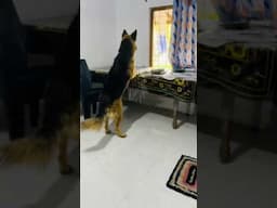 අල්ලපු ගෙදරට හොරු පැනලෝ 😂😂😂 #shorts #germanshepheard #trending #petlifelk