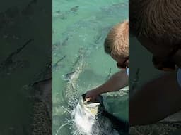 We Hand-Fed Massive Fish from a Dock in Florida