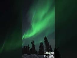 Last Night’s action #natureisbeautiful #northernlights #shorts
