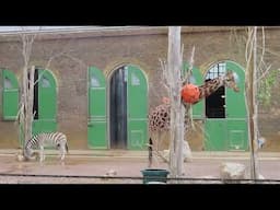 Mixed species giraffe, zebra and common ostrich exhibit at London Zoo