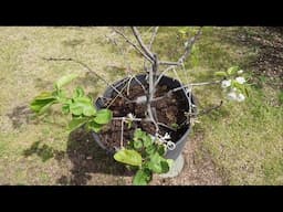 How Long Will It Take Pear To Fruit Grown From Seed?