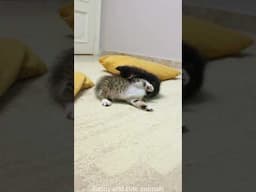 My Cat vs. The Vacuum Cleaner – WHO WINS? 😅 #MyRecording"