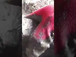 gold coins found inside the cave
