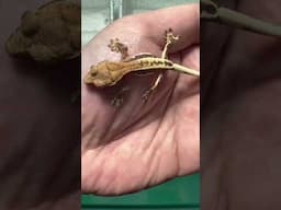 Frappuccino crested gecko hatching