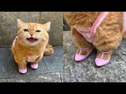 Try Not To Laugh 🤣 New Funny Cats Video 😹 - MeowFunny Part 27