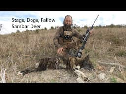 Stags Dogs Fallow and Sambar Deer