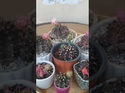 Bare root assorted Mixed indoor outdoor low maintenance #succulents plant collection #cactusflowers