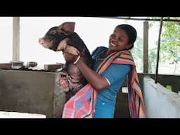 PIG FARM SHEIKHPURA SUDHIR🐖🐷Take a look at this VETMIDO Calmido Pig - Calcium
