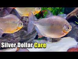 Need a Schooling Fish for a Large Aquarium? Silver Dollar Fish Species Profile