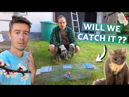 We set a trap (Early spring brings trouble) | Life on a small farm in Central Europe