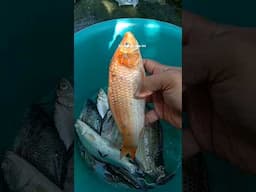 jenis ikan apa ini kk