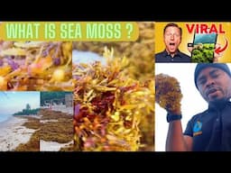 What's Really Causing Sea Moss and Seaweed to Wash Up on Our Shores?