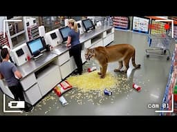 Insane Cougar Videos Caught on Camera for 14 Minutes