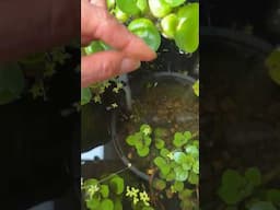 Unexpected Rice Fish Babies!