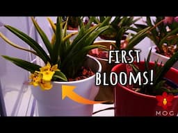 Let's repot an Orchid! - First time blooming yellow Tolumnia
