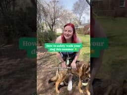 How hot is too hot for dogs? @shelbssidehustles shares her summer dog walking tips ☀️