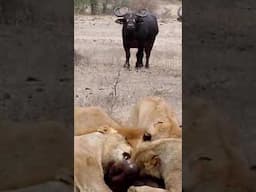 Lions Feast on Buffalo Calf in Front of the Herd!