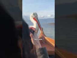 Pelicans up close in Greece #shorts #birdwatching #wildlifephotography