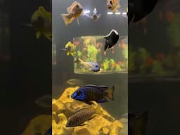Which is your favorite? ... I think I found mine 🦨 😉  #legaseaaquarium #aquarium #fish #shorts