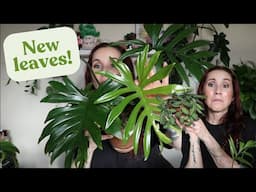I'm SO Excited About These New Leaves!