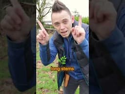 Avoid this fruit tree fail! DUAL LEADERS. 🪴🍎🍏🥷🌿🪄 #gardening #wintergardening #garden