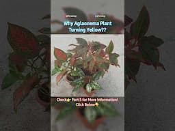 Why Aglaonema Plant Turning Yellow? - Aglaonema Plant Care Part 4