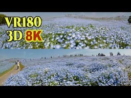 [ 8K 3D VR180 ] ひたち海浜公園「みはらしの丘」見頃を迎えたネモフィラの絶景 Nemophila flowers at Hitachi Seaside Park