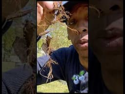 Blueberry bush fertilizing at home