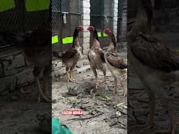 #youtubeshorts #shamoo #birds #short