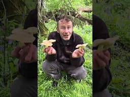 Happy St George’s Day :) #wildfood #foragingcourses #wildfooduk #wildmushrooms #stgeorgesmushroom