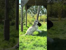 Big Tiger & Big Ice Lolly!