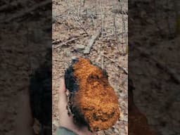 Golden Chaga Harvested #mountains #nature #superfood #outdoors